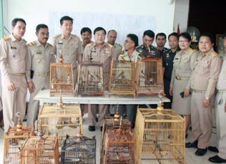 District Chief Phawat Lertmukda and officers from the Sattahip Command Centre for Drug Elimination turn over 18 red-whiskered bulbuls to the Banglamung Wildlife Breeding Station in Khao Chi On.