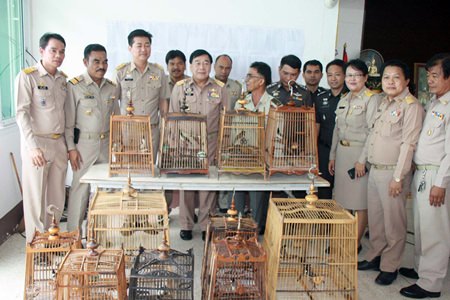 District Chief Phawat Lertmukda and officers from the Sattahip Command Centre for Drug Elimination turn over 18 red-whiskered bulbuls to the Banglamung Wildlife Breeding Station in Khao Chi On.