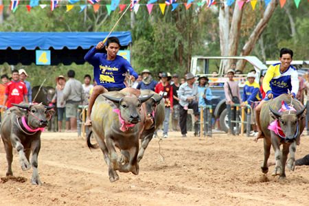 Junior riders attempt to keep their steeds on course at the annual Nongprue buffalo racing festival, held Sunday, August 17 at Lake Mabprachan on the outskirts of Pattaya.