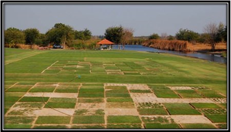 Asian Turfgrass Centre’s research facility near Bangkok - and the best type for Crystal Bay is?