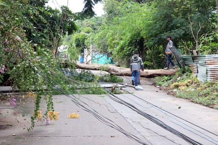 Mother Nature is back raising havoc in the greater Pattaya area, flooding streets and neighborhoods and felling trees.  The latest, Monday’s overnight rain, played dominos with power poles in Naklua after a tree collapsed and fell into electrical lines. Provincial Electrical Authority officials were called in, but had to wait until city workers could arrive to cut up the fallen tree before they could restore power to the area.  