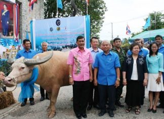 The Million Years Stone Park has donated Chonburi-bred buffalos to farming families in 11 districts in a belated celebration of HM the Queen’s Aug. 12 birthday.