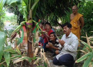 Superstitious gamblers go bananas over odd tree A strange banana tree with three blossoms attracted a superstitious crowd of gamblers, who thought it somehow would bear winning lottery-number fruit