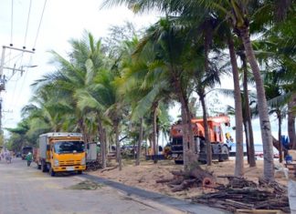 Workers from city hall cut tree branches along Jomtien Beach to keep tourists and locals safe from falling branches in the rainy season.
