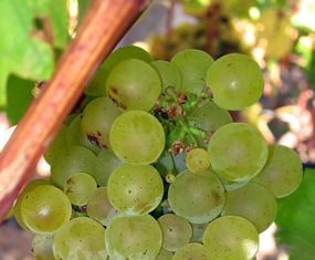 Sauvignon grapes on the vine.
