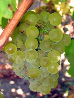 Sauvignon grapes on the vine.