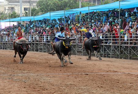 The 143rd running of the Chonburi Buffalo races was held last week.