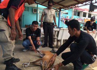 Wild deer escapes temple, set free again Animal-control officers have turned the young deer over to the Banglamung Wildlife Center to be released in a safe wooded area.