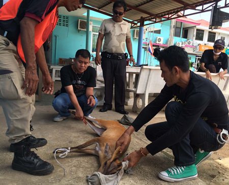 Animal-control officers have turned the young deer over to the Banglamung Wildlife Center to be released in a safe wooded area.