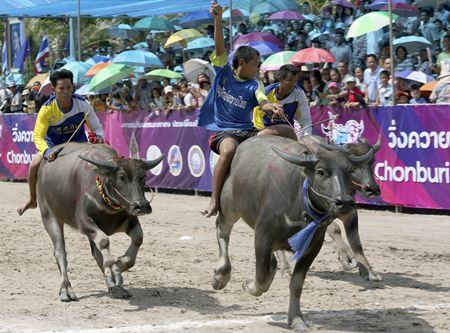 The thunder of hooves will once again echo around the Chonburi provincial government offices when the annual festival kicks off this weekend.