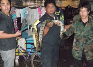 Rescue workers were able to capture the python to release it into the wild.