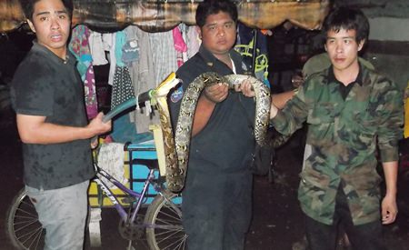 Rescue workers were able to capture the python to release it into the wild.