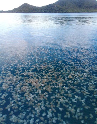 A huge bloom of jellyfish first invaded Sattahip Naval Base, then made its way up to Jomtien and Pattaya beaches.