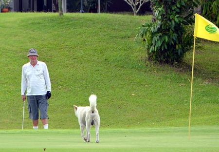 Do they have to put up with canine intrusions at Augusta?