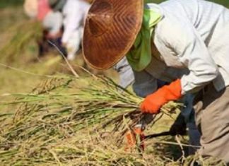 Thailand’s Rice Department receives international award from nuclear energy agency