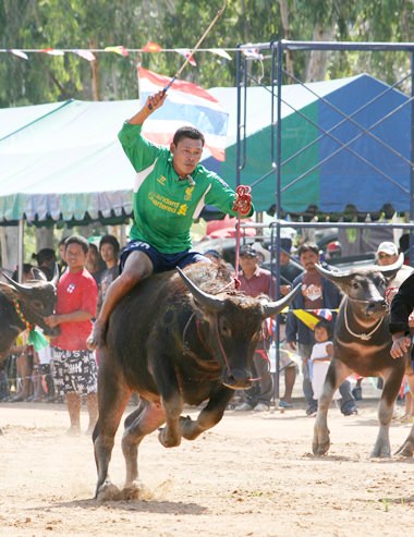 Buffalo racing took place at the adjacent all-weather track.