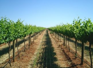 Brookford vineyard: French varietals growing Australian style.