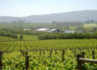 Castle Creek vineyards