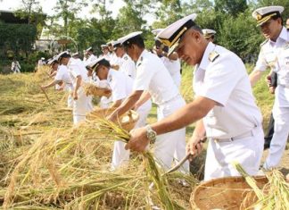 Navy marks Father’s Day by harvesting rice planted for Mother’s Day Adm. Kraisorn Chansuvanich leads members of the Navy Wives Association, students from Sattahip schools, Royal Thai Navy personnel, civil servants and local residents to harvest Sanyod-style jasmine rice to honor HM the King.