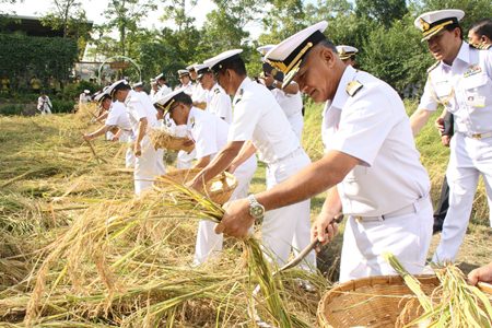 Adm. Kraisorn Chansuvanich leads members of the Navy Wives Association, students from Sattahip schools, Royal Thai Navy personnel, civil servants and local residents to harvest Sanyod-style jasmine rice to honor HM the King.