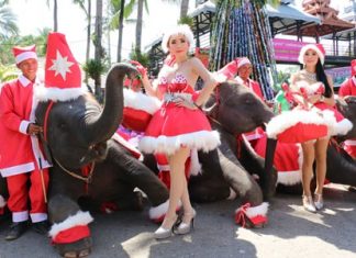 Santa elephants lead Christmas celebration at Nong Nooch Pretty girls and elephants wish everyone a Merry Christmas at Nong Nooch Tropical Gardens.