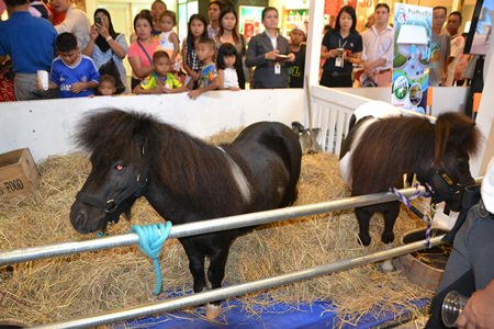 Little ponies were brought to Central Festival Pattaya Beach for children to see.
