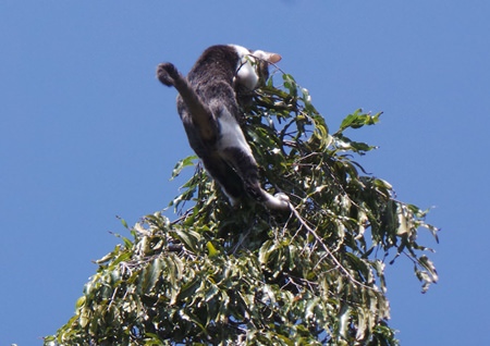 The little scaredy-cat climbed to the top of a tall tree…