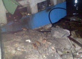 Rats invade the beach Bali Hai Pier at night looking for leftovers.