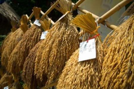 Various kinds of Thai rice.	 