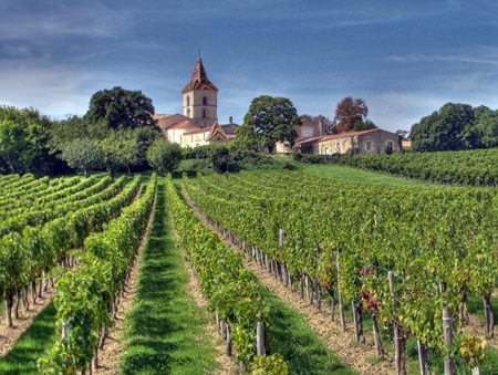 Vineyards in Bordeaux (Photo: Michael Clarke)