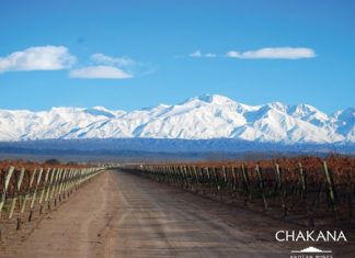 Vineyards near the Andes (Photo: © Chakana Wines)