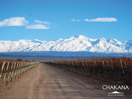 Vineyards near the Andes (Photo: © Chakana Wines)