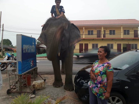 Resident Saman Rathanawong called the media because she doesn’t think it’s fair for the elephant to be fed this way.
