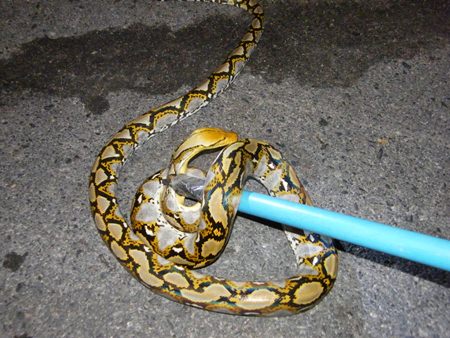 Sawang Boriboon officers pull, bag and return the offending python to the jungle.