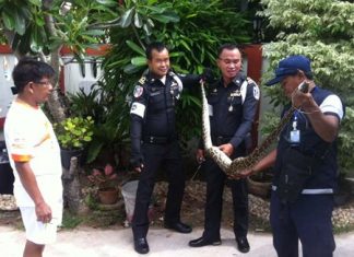 Local authorities stretch out the offending snake, noticing the bulges that convict it for raiding the hen house.