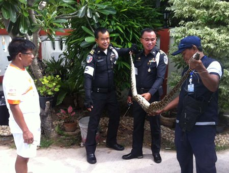 Local authorities stretch out the offending snake, noticing the bulges that convict it for raiding the hen house.