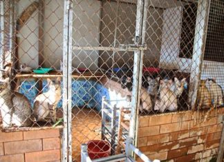 Residents demanded that the 26 cats and 3 dogs living at this house, fed but left alone, be removed immediately due to their overbearing smell.