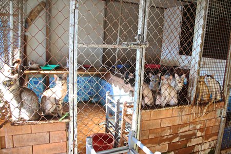 Residents demanded that the 26 cats and 3 dogs living at this house, fed but left alone, be removed immediately due to their overbearing smell.