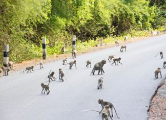 Over 1,000 monkeys have migrated to the Sattahip Naval Base area and officials say that more are expected, so the Royal Thai Navy, Sriracha Conservation Center, and Khet Udomsak municipality have signed an agreement to capture and sterilize female monkeys in Sattahip in hopes of resolving the area’s overpopulation problem.