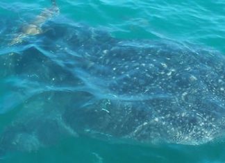 This rare whale shark, approximately seven meters long, swam around a tourist boat for approximately three minutes before disappearing back into the deep sea.