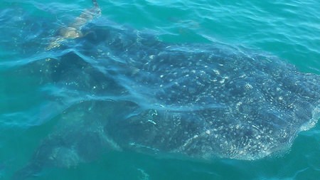This rare whale shark, approximately seven meters long, swam around a tourist boat for approximately three minutes before disappearing back into the deep sea.