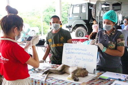 Veterinarians have begun neutering monkeys in Sattahip in hopes of resolving the area’s overpopulation problem.