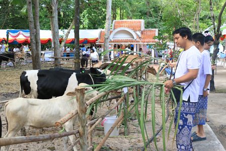 Ninety-nine cows were spared during the annual merit making ceremony to honor HM the Queen’s birthday.