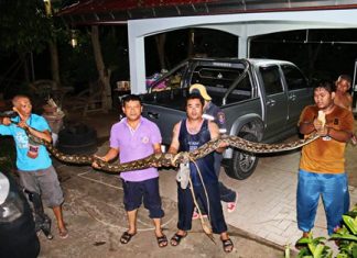 Rescue workers show off the huge python they pulled from under Boonsom Ramnutch’s house.