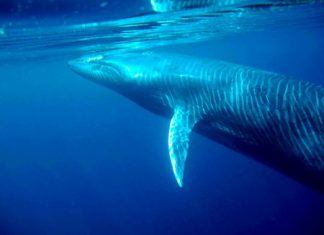 An underwater view of a Bryde’s whale off Thailand. (Photo courtesy “Morning Dew” via Wikipedia.)