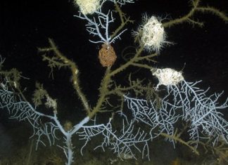 This Sept. 26, 2011 photo provided and taken by Florida State University oceanographer Ian McDonald via an unmanned submersible vehicle, 35 miles from the site of the Deepwater Horizon rig explosion and oil spill, shows Hypnogorgia pendula coral with injuries attributed to the oil spill. The chemical sprayed on the 2010 BP oil spill may not have helped crucial petroleum-munching microbes get rid of the slick, a new study suggests. (Ian MacDonald/Florida State University via AP)