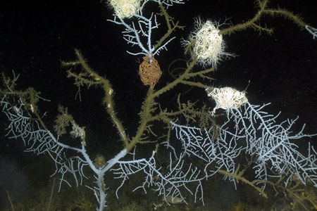 This Sept. 26, 2011 photo provided and taken by Florida State University oceanographer Ian McDonald via an unmanned submersible vehicle, 35 miles from the site of the Deepwater Horizon rig explosion and oil spill, shows Hypnogorgia pendula coral with injuries attributed to the oil spill. The chemical sprayed on the 2010 BP oil spill may not have helped crucial petroleum-munching microbes get rid of the slick, a new study suggests.  (Ian MacDonald/Florida State University via AP)