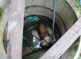 Puppy pulled from sewer Little Poopsie Snookums fell in a sewer and had to be pulled out by Sattahip rescue workers.