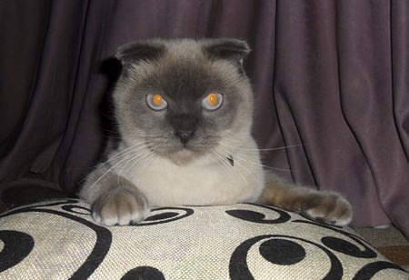 (AltaiOnline/Photo via AP)