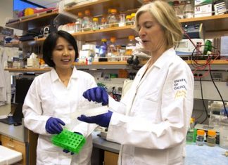 In this photo provided by UC Berkeley Public Affairs, taken June 20, 2014, Jennifer Doudna, right, and her lab manager, Kai Hong, work in her laboratory in Berkeley, Calif. (Cailey Cotner/UC Berkeley via AP)